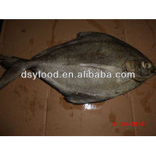 BQF black pomfret fish